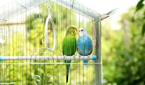 12 Best Parakeet Cages Reviewed And Rated In 2024