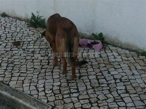 Anúncio N º 99897 Cadela Encontrada Encontra me