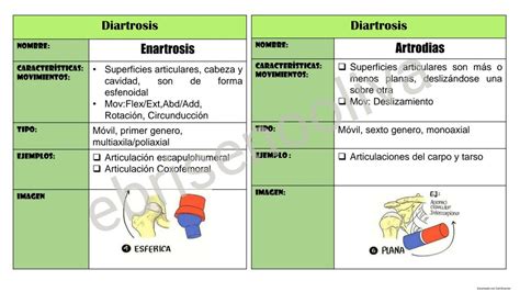 Resúmenes de Diartrosis Descarga apuntes de Diartrosis