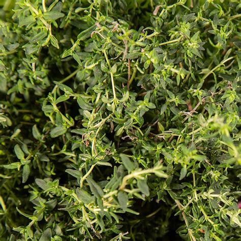 Thyme Herb 100 Seeds Italian Herb Garden Garnish Salad Green | Etsy