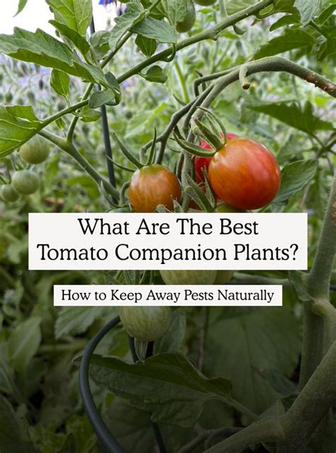 8 Best Tomato Companion Plants To Ward Off Pests Tomato Companion