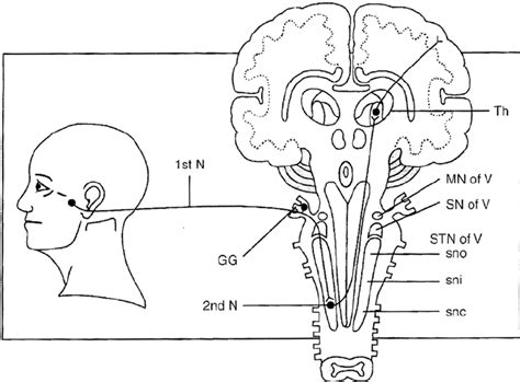 Graphic Depiction Of The Trigeminal Nerve Entering The Brainstem At The Download Scientific