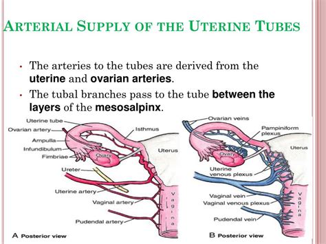 Tubal Ligation A Comprehensive Guide To Permanent Female Sterilization