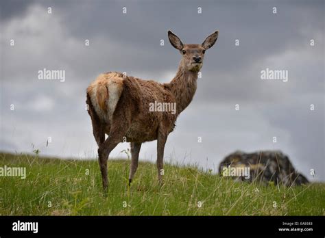 Roe Deer Capreolus Capreolus In The Scottish Mountains Rannoch Moor