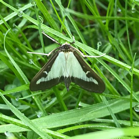 Photo Box Tree Moth Cydalima Perspectalis