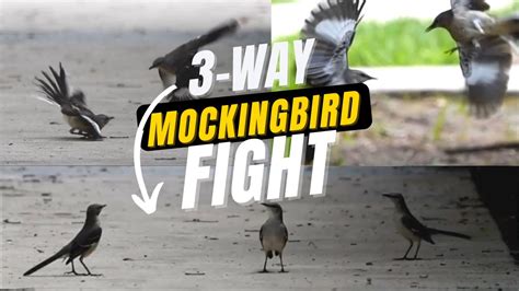 3 Way Mockingbird Fight Look How These Birds Are Fighting Birds