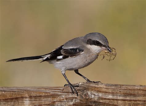 Loggerhead Shrike Impaling Prey, revisited « Feathered Photography