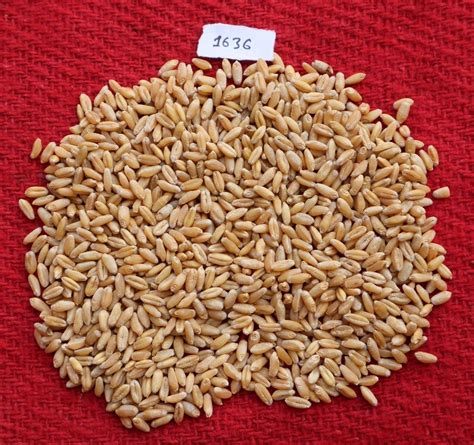 Hybrid Pusa Vakul Hi Wheat For Agriculture Packaging Type Loose