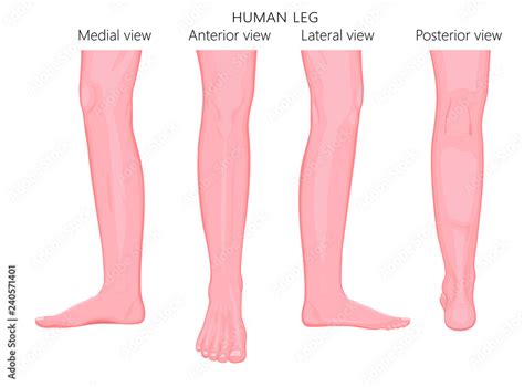 Different Views Sides Of A Human Leg Posterior Frontal Anterior