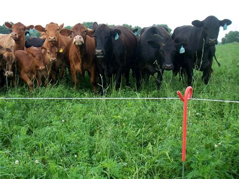 Electric Fence Roundup: Set Up a Grounding System | Drovers