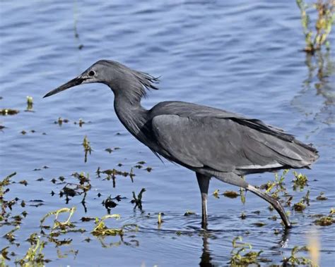 Black Heron Facts Diet Habitat And Pictures On Animaliabio