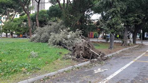 Brignole Ramo Di Cedro Precipita Su Marciapiede Sfiorando I Passanti