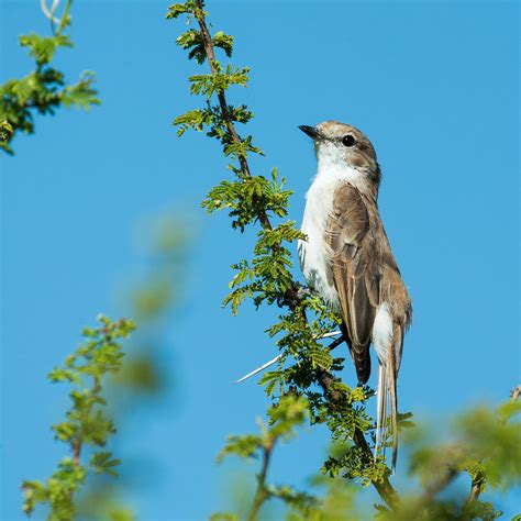 Flycatcher Marico Maricovlieevanger Bradornis Mariquensis Flickr