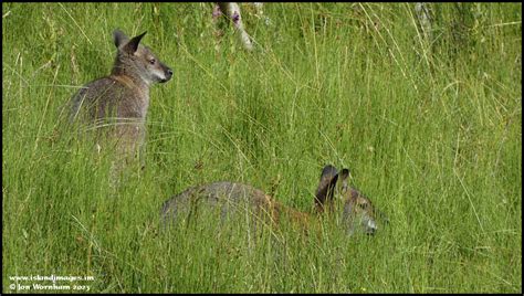 Wild Wallabies Ballaugh Curragh Isle Of Man