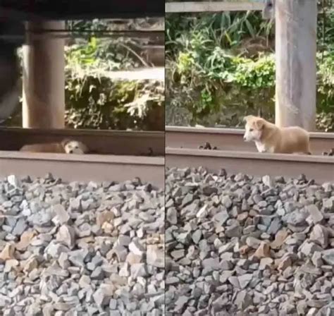 Perrito se queda dormido en las vías y tren le pasa encima así sobrevivió