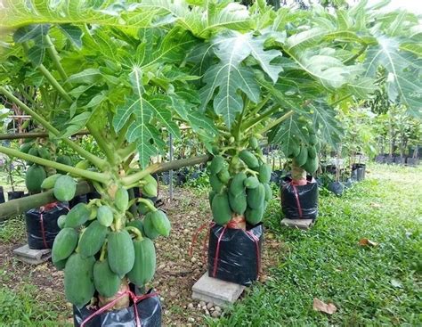 Cara Menanam Pepaya Dalam Pot Dari Biji Mudah Dan Cepat Berbuah