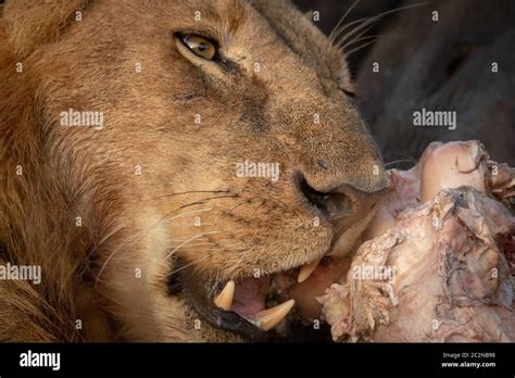 Buffalo Leg Hi Res Stock Photography And Images Alamy