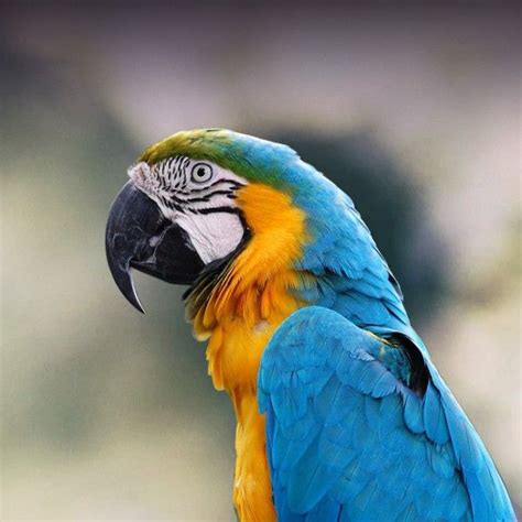 Blue And Gold Macaw Personality Food And Care Pet Birds By Lafeber Co