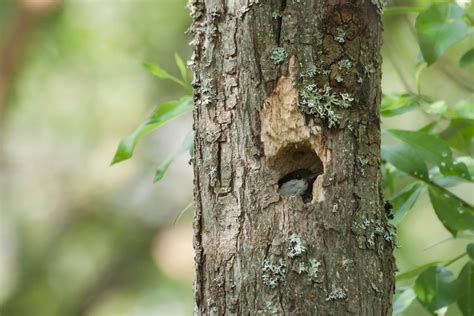 Birds’ nesting is considered in plans for forestry work