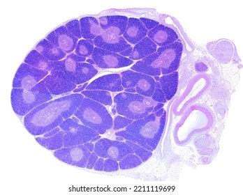 power light microscope micrograph stock photo