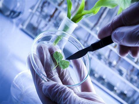 Bioteknologi Konvensional Dan Moderen Pertanian Serta Dampak