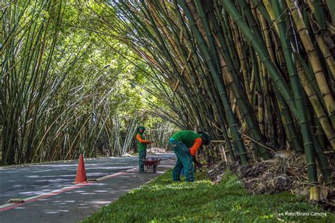 Primeira Fase Da Revitaliza O Do Bambuzal Do Aeroporto De Salvador