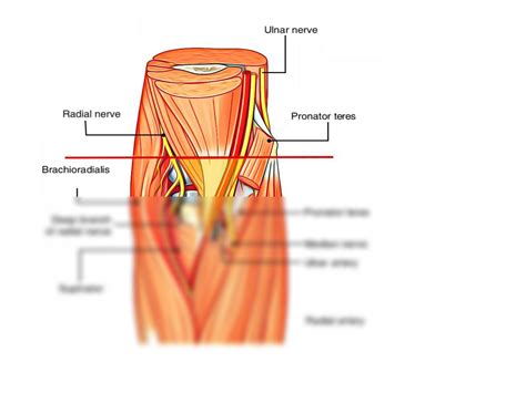 Solution Cubital Fossa Elbow Joint And Anastomosis St Year Studypool