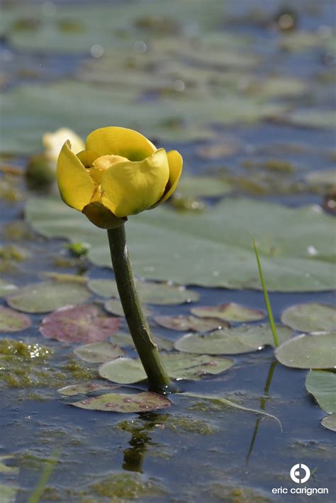 Grand nénuphar jaune Variegated Pond lily Nuphar varie Flickr