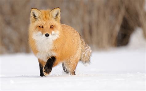 Snow Fox Wallpaper - WallpaperSafari