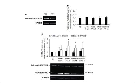 TMPRSS2 Expression In Response To Stimulation With R1881 And