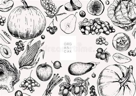 Hand Drawn Vegetables And Fruits Vector Pupkin Pearapple Artichoke