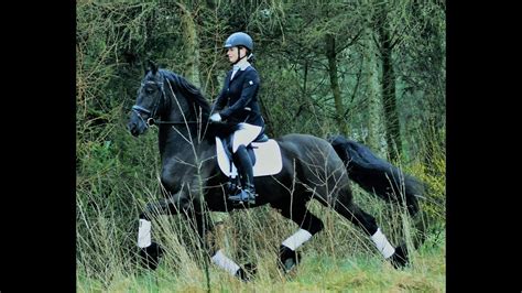 Floris Relaxing Drive Friesian Horses For Sale At