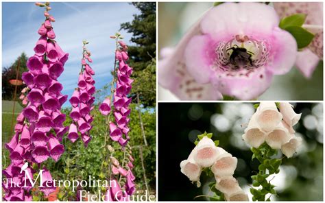 Wildlife Plants:: Foxglove – Migratory Legends