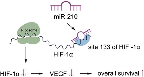 The Functional Model Of Mir 210 Regulation Of Hif 1 Mir 210 Inhibits Download Scientific