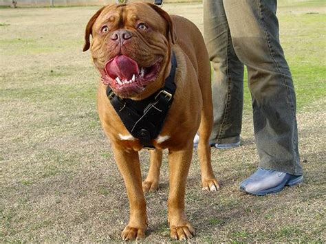 Bordeauxdog Breed: Dogue de Bordeaux | Dog Breeds Index