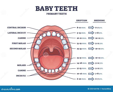 Baby Teeth With Primary Tooth Eruption And Shedding Time Outline