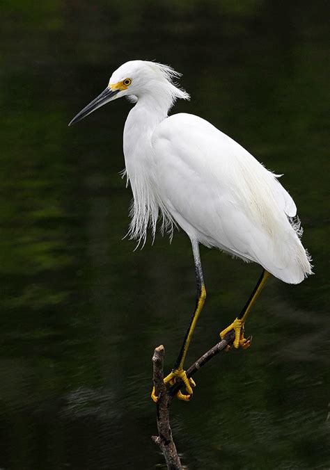 Snowy Egret Fishing Egretta Thula Photographed In The Ev Flickr