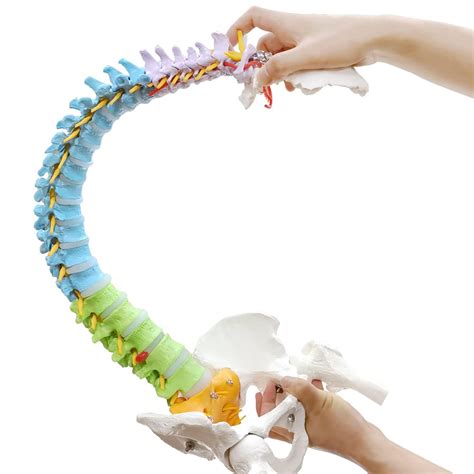 Mua Color Coded Life Size Spine Model Medical Anatomical Super