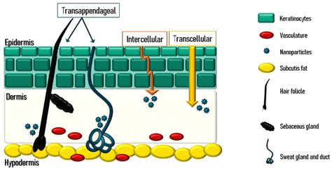 Polymeric Micelles A Promising Pathway For Dermal Drug Delivery