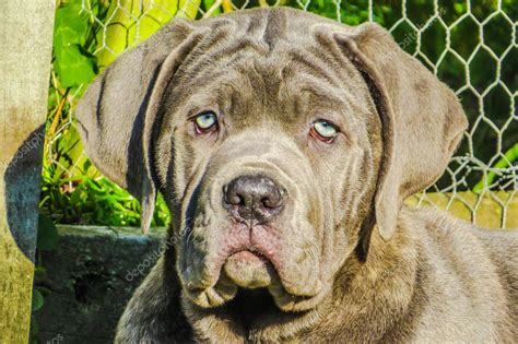 Neapolitan mastiff puppy Stock Photo by ©teodoram 85314684