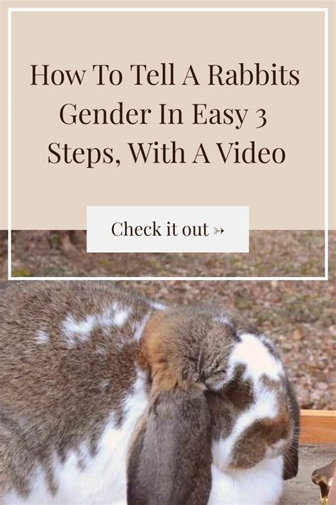 How To Tell A Rabbits Gender In Easy Steps With A Video Raising