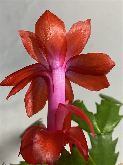 Schlumbergera Hybrid Caribbean Dancer Epiphytic Cacti