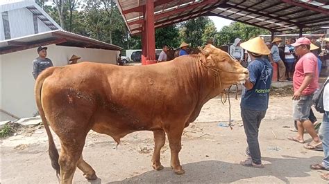 Sapi Pegon Datang Kesiangan Langsung Laku 30jt YouTube