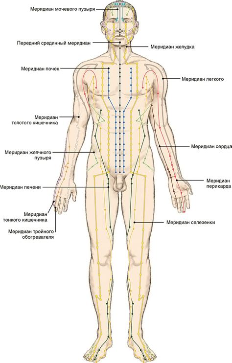 Количество меридианов и принятые сокращения | Акупрессура, Медицинские ...