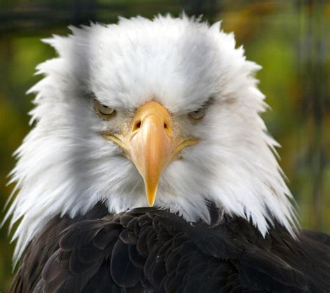 Angry bald Eagle by GuitardedAK on DeviantArt