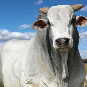 Sementes Acampo Qualidade que brota do chão Mato Grosso