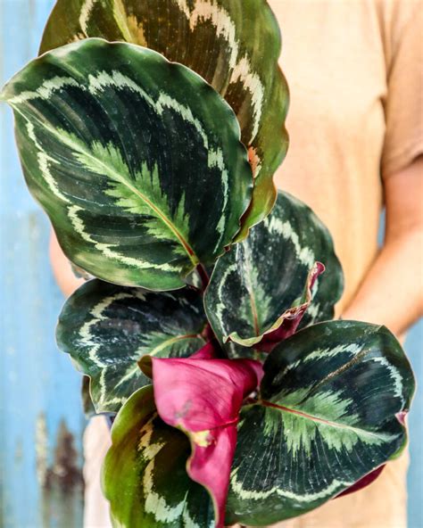 Calathea roseopicta ‘Medallion’, Rose Painted Calathea | PlantVine