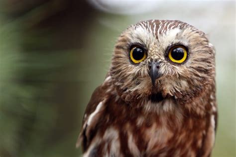 Bird Song Basics Getting Started With Birding By Ear Bird Academy