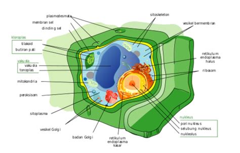 Organel Sel Pengertian Macam Ciri Struktur Dan Fungsinya Materi The