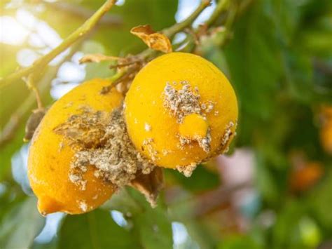 Cochinilla algodonosa Qué es y cómo eliminarla Zotal